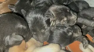 It's good for puppies that they sleep a lot | LUCY Official 