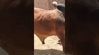 Eid Special Sohrab Goth Mandi Gaye Punjab Ka king bull