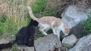 Blind Cats Play Confidently in the Garden with Their Friends | No Fights, Just Fun