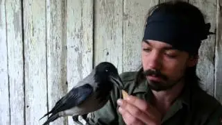 Csib&eacute;sz a dolm&aacute;nyos varj&uacute; (3)