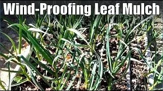 Wind-Proofing Leaf Mulch