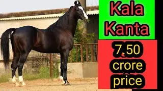VLOG 3 || STALLION KALA KANTA / BEHBAL STUD FARM / SIDHU MOGE WALE /PHOTOGRAPHY ( Marwari STALLION )