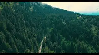 Forest Road Aerial View