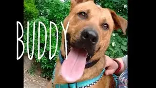 Buddy on 13/9/19 - Rescue Remedies Dog Rescue