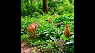 Baby Monkey Lying on the Forest Floor, Laughing With Pure Innocence as It Discovers the Joy