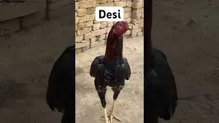 Pure Desi Hen #shorts #shortsfeed #shortsviral #shortvideo #ytsearch #ytshorts #hen