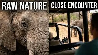 Kruger National Park half day tour.#elephant #travel #africa #lifeisbutadream