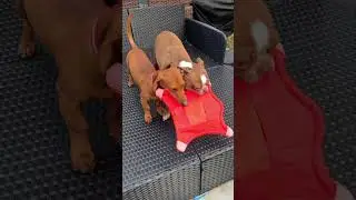 Both Dogs Want Chuckit! Flying Squirrel Toy