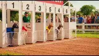 Epic Cats Race Competition 🏁🐱 | Fastest Feline Wins!