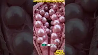 Follicle Development Before Ovulation | Menstrual Cycle Biology