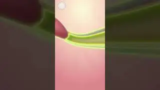 development of fallopian tubes 3d animation #denzel