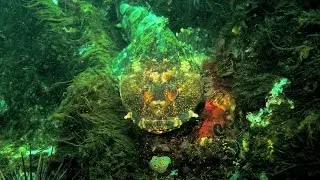 Diving @ Glass Beach. Fort Bragg, California.USA