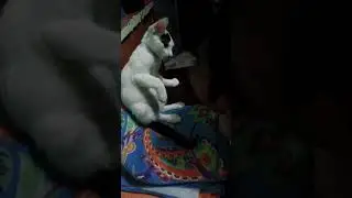 Funny Boxer Cat: Manny Pacmeow!