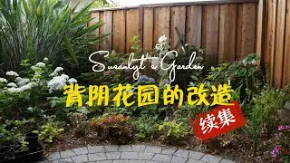 年中回顧，背陰花壇改造的現狀 | zone9B | Ep18