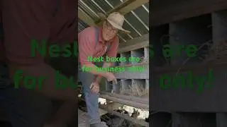 Nest Boxes are for Business Only! #chicken #layinghens #joelsalatin  #eggs #pasturedpoultry