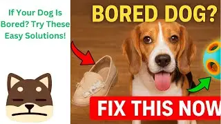 &ldquo;7 Shocking Signs Your Dog is BORED (And How to Fix It FAST!) 🐶&rdquo;