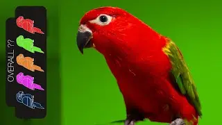 Chattering Lory, The Best Pet Wuewuewue Red Birb Parrot?
