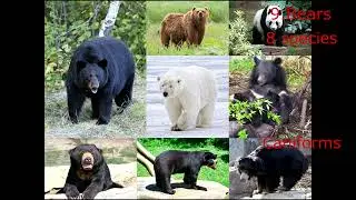 families of carnivorans