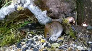 Bank vole