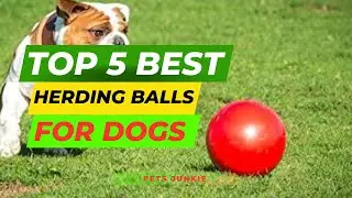 Top 5 Best Herding Balls for Dogs Review of 2025 l Best Herding Balls for Dogs Price on Amazon