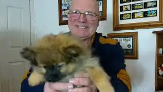 Free puppy training... Intro #st bernard #pomeranian #Dexter #winter