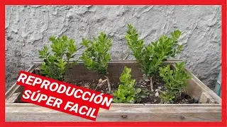 BUXUS O BOJ esquejados despu&eacute;s de algunas podas BONSAI - PREBONSAI #YOMEQUEDOENCASA HUERTO Y JARD&Iacute;N
