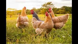 Effective Natural Ways to Get Calcium for Your Chickens.
