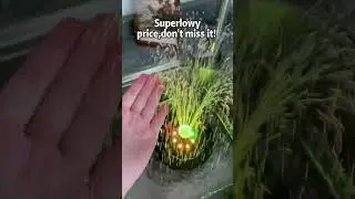Free Solar Fountains with Sprinkler Effects for Outdoor Water Features