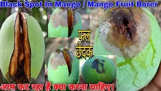Mango Fruit Borer || Sundi in Mango || Black spot in Mango || फल छेदक ।