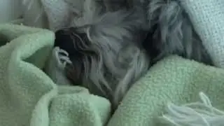 Goliath the Dog
