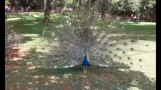 Beautiful Blue Peacock Spreads its Tail Feather with Original Bird Sound