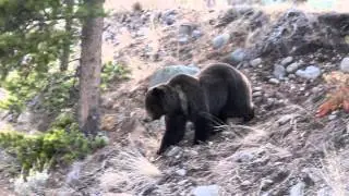 Yellowstone Grizzly near Soda Butte Valley
