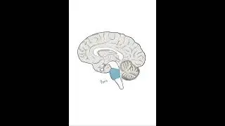 #brainanatomy The highlighted pink area in the image represents the midbrain.