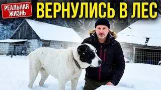 А волки не съедят? 🐺 Зимняя прогулка коз в сказочном лесу. Магия природы ✨ #зимняясказка #природа