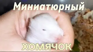 Миниатюрный хомячок. #хомяки #hamster #сирийскиехомяки #pets 