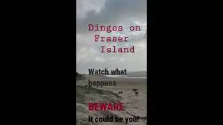 Dingo danger on Fraser Island.