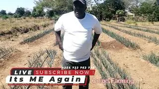 Dryland Onion Farming in Kenya - Part 2 : Top Dressing - Its ME Again Elder EM Smart Farming
