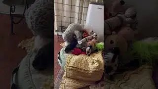 New puppy! #puppy #shortsvideo #shortsviral #shorts #shortvideo #short #subscribe #newpuppy #cute