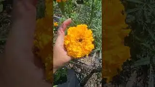 Which Marigold Cultivar is Best For Your Garden? #marigold #garden #plants #flowers #flowergarden