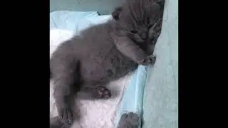 Cute and funny cat video😍s&uuml;&szlig;er und lustiger Katzenvideo🥺😻 #zilans_funny_pets #cute #cat #funny