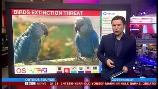 100 bird species threatened with extinction (Global) - BBC News - 5th March 2019
