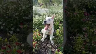 Am I a pretty little baby? #puppy #cutedog #whitegermanshepherd #dog #whitedogs #flowers #spring