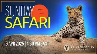 LIVE Sunday Safari | 6 April 2025