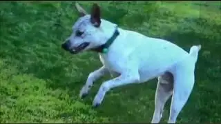 Spike's sad beginning with a happy ending - Best Friends Animal Rescue