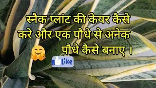 स्नैक प्लांट की केयर कैसे करें और एक पौधे से अनेक पौधे कैसे बनाए।