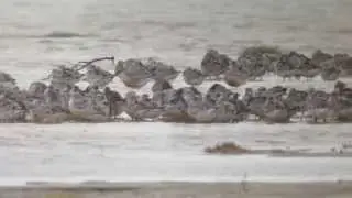 Red Knot Survey7255