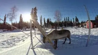 Alaska 2015: Aurora Tour/Heritage House/Santa Claus House North Pole