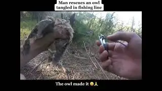 Rescued: Owl Tangled in Fishing Line