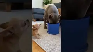 Tiny Chihuahua Challenges Gentle Giant Pitbull 🐶💪 (Unexpectedly Cute Ending)