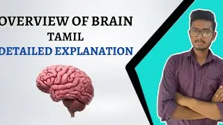 Overview of brain in Tamil / basic structure and function of brain in Tamil /parts of brain in Tamil